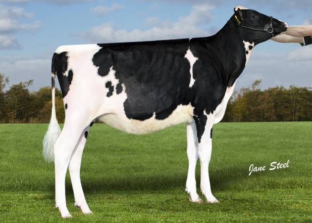 Knowlesmere Jones Lambda Bonnie