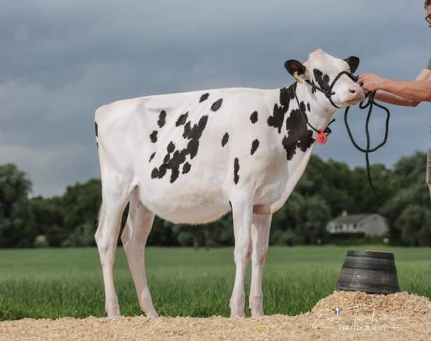 Glasson Barolo D Abrakazoo pictured at the sale aged 9 months