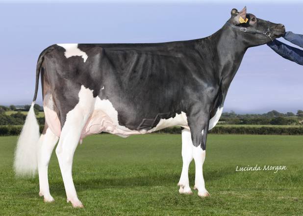 Ardnasalem Damion Robin EX91