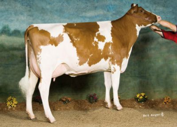M Riverview Rnr Drea Red VG87