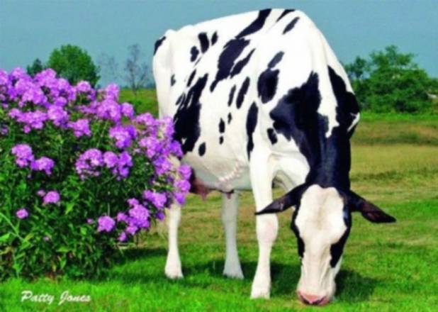 Brigeen-C Integrit Robin