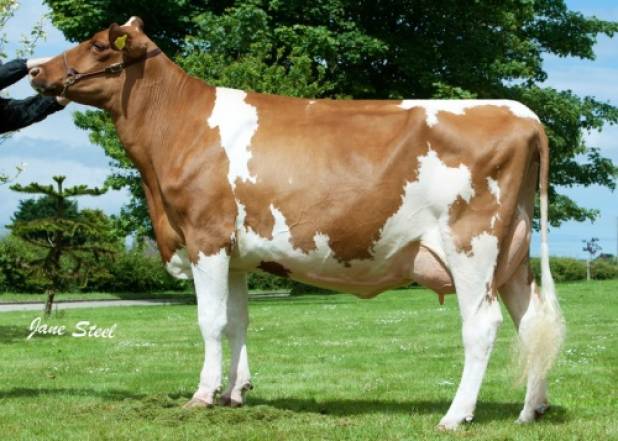 Lillyhall LPT Dream Red VG87